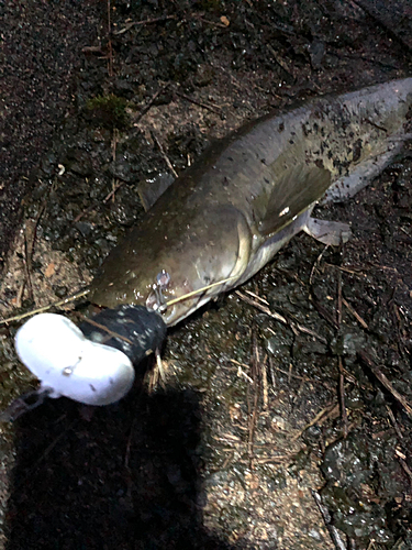 ナマズの釣果