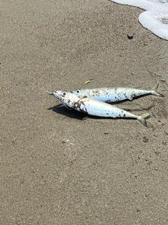 サバの釣果