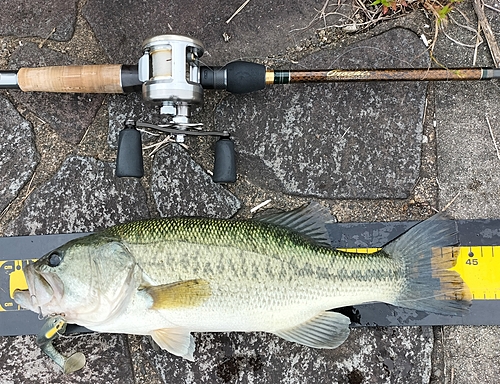 ブラックバスの釣果