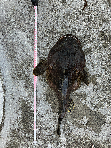 オニカジカの釣果