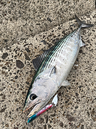 ハガツオの釣果