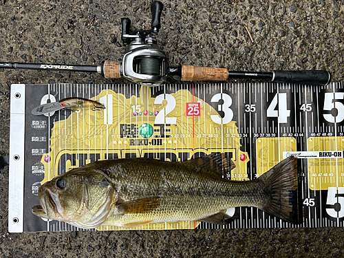 ブラックバスの釣果