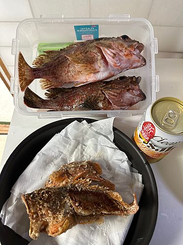 カサゴの釣果