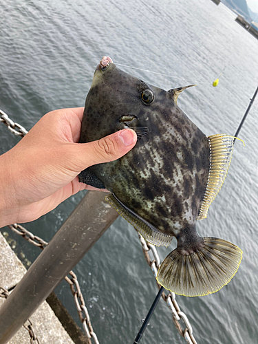 カワハギの釣果