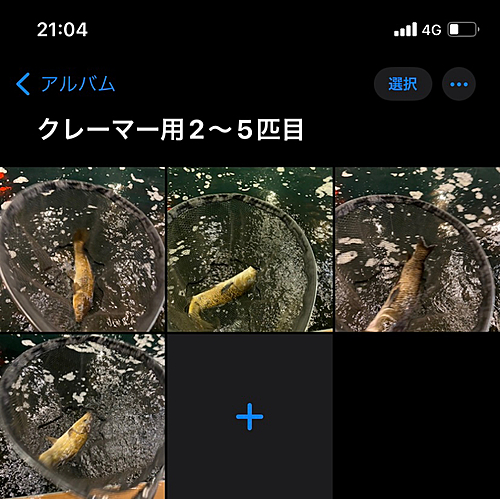 コイの釣果