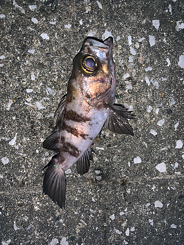 メバルの釣果