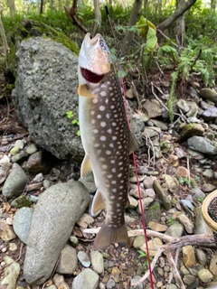 アメマスの釣果