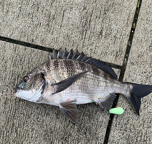 クロダイの釣果