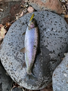 ニジマスの釣果