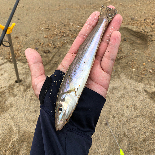 キスの釣果