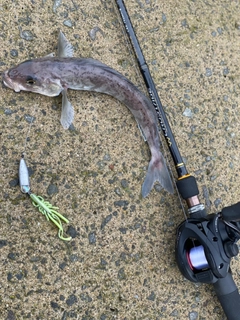 ホッケの釣果