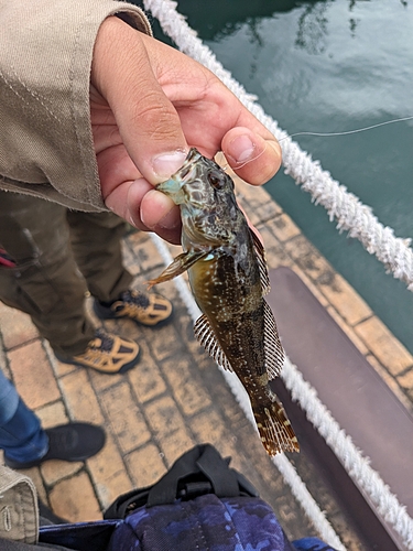 アナハゼの釣果