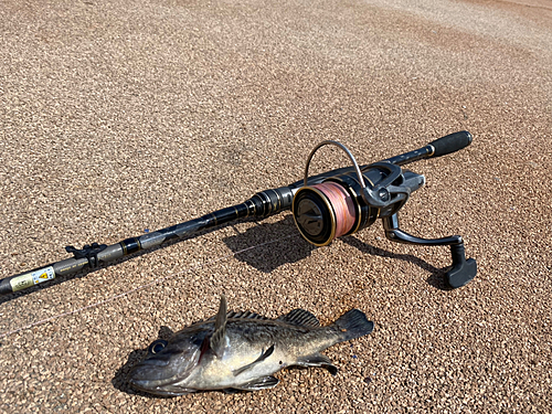 クロソイの釣果