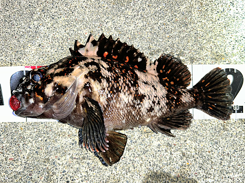 オウゴンムラソイの釣果