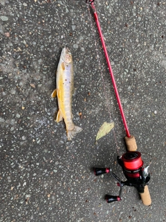 オショロコマの釣果