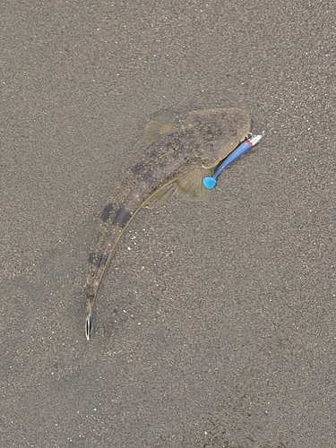 スズキの釣果