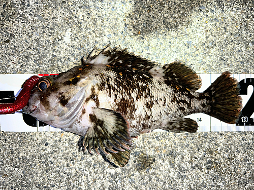 オウゴンムラソイの釣果