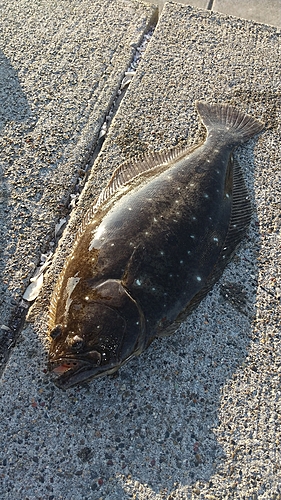 ヒラメの釣果