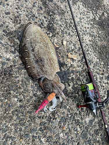 モンゴウイカの釣果