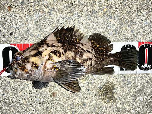 オウゴンムラソイの釣果