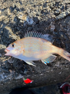 タイの釣果