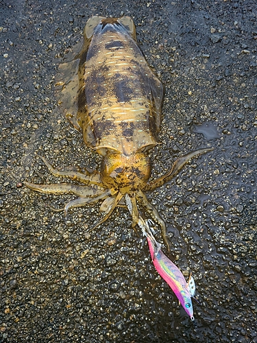 アオリイカの釣果