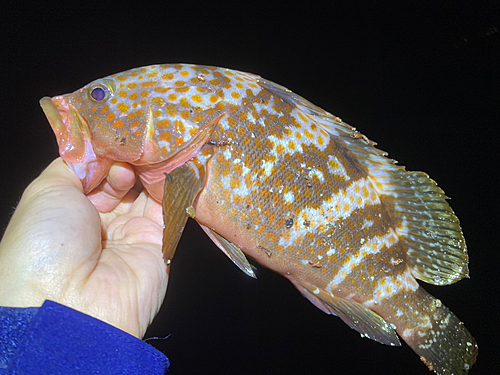 キジハタの釣果