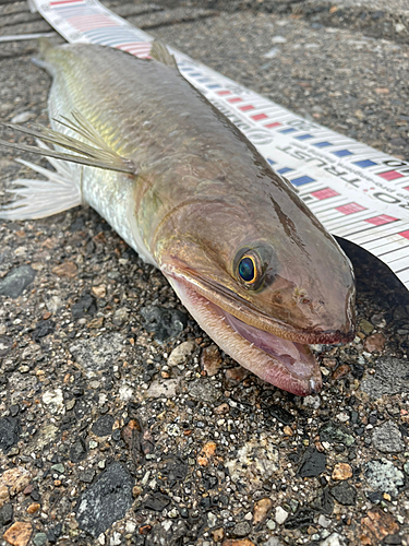 エソの釣果