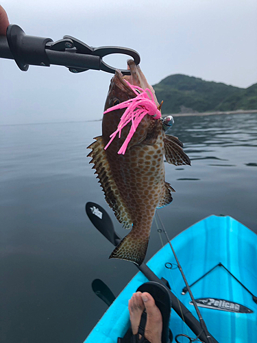 ハタの釣果