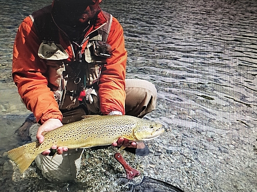 ブラウントラウトの釣果