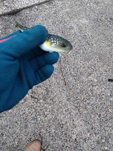 ショウサイフグの釣果