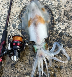 アオリイカの釣果