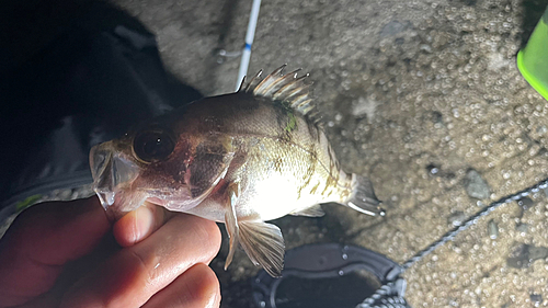 メバルの釣果