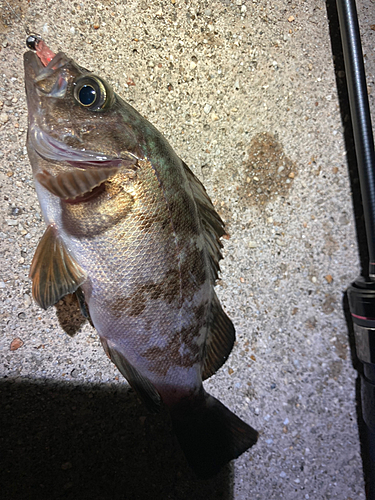 メバルの釣果