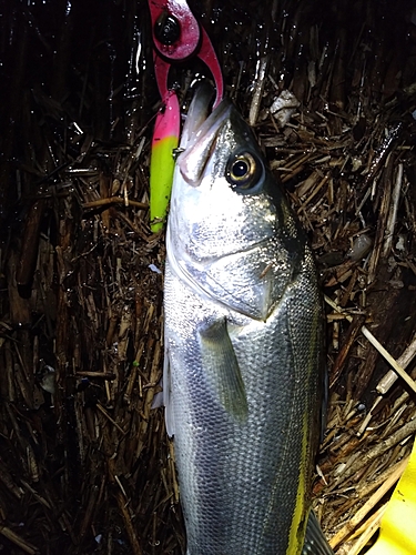 スズキの釣果