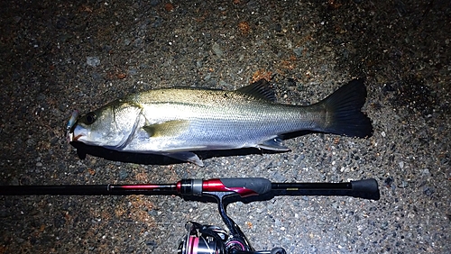 スズキの釣果