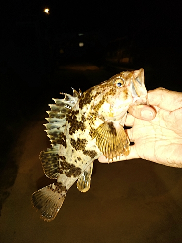 タケノコメバルの釣果