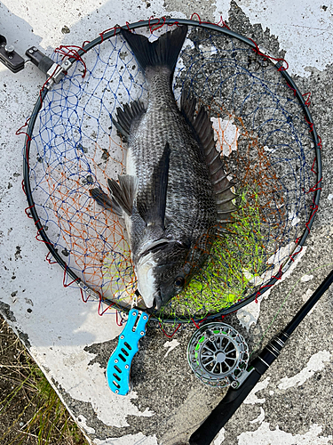 チヌの釣果