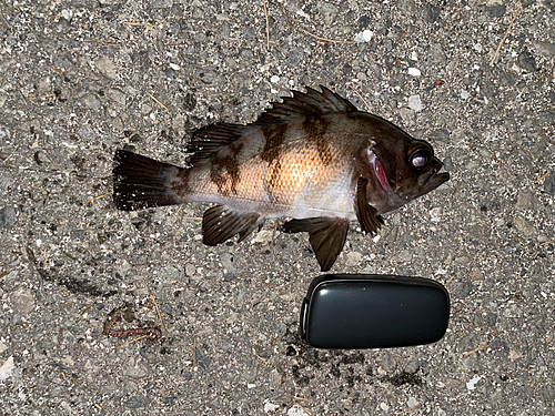 シロメバルの釣果