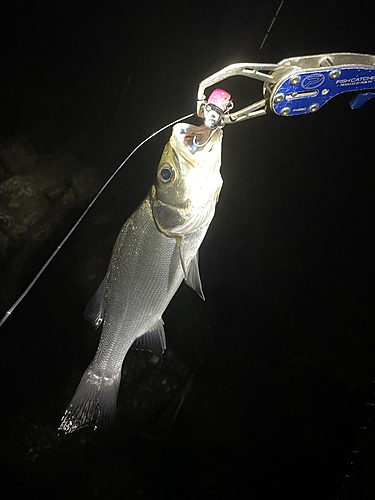 セイゴ（ヒラスズキ）の釣果