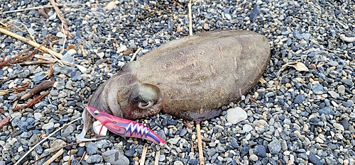 カミナリイカの釣果