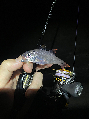 ネンブツダイの釣果