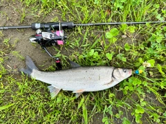 ウグイの釣果