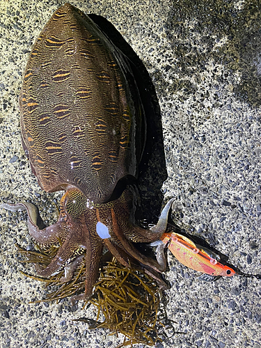 モンゴウイカの釣果