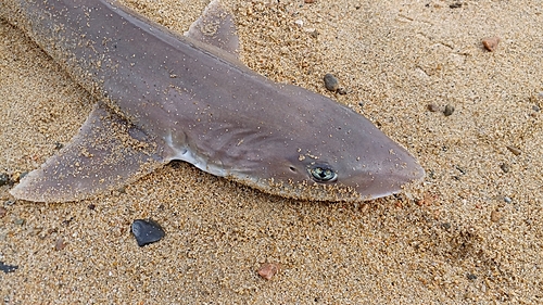 サメの釣果