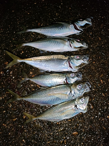 アジの釣果