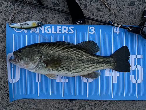 ブラックバスの釣果