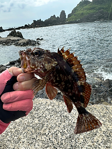 カサゴの釣果