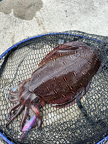 コウイカの釣果