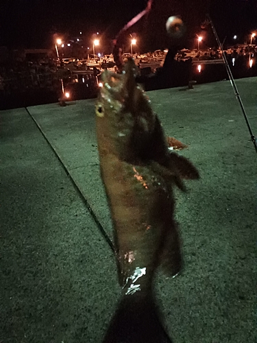 オオモンハタの釣果